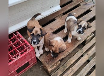 ZERINE - kleine Frohnatur *reserviert*