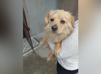 MICKY - sanfter Engel sucht seine Menschen