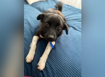 BONO - sucht sein Für-immer-Zuhause