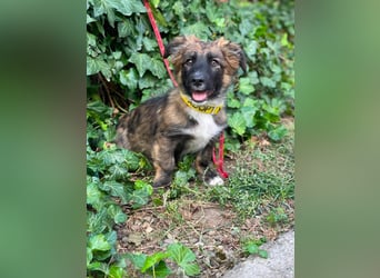 COOPER - verspielter Schatz