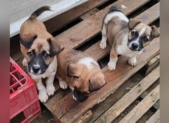 ZOLLY - Zuckerbub sucht seine Menschen