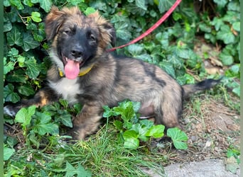 COOPER - verspielter Schatz