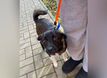 BONO - sucht sein Für-immer-Zuhause