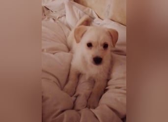 LUIS - kleiner Hundebub