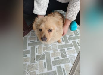 MICKY - sanfter Engel sucht seine Menschen