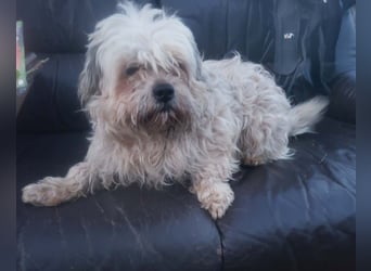 HAROO - liebevoller Zottel