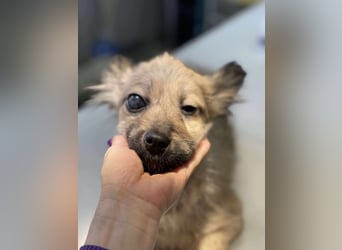 LUPIN - einäugiger Schatz sucht seine Menschen