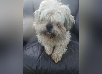 HAROO - liebevoller Zottel