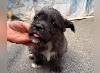 JACK - kleiner, freundlicher Bub