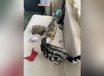 PETER - kleiner Herzensbrecher