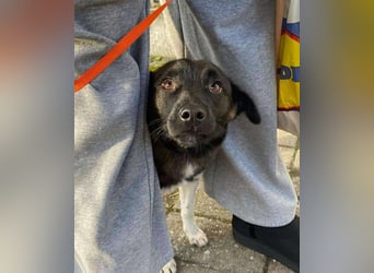 BONO - sucht sein Für-immer-Zuhause