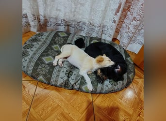 MAGGIE - kleine Hundedame