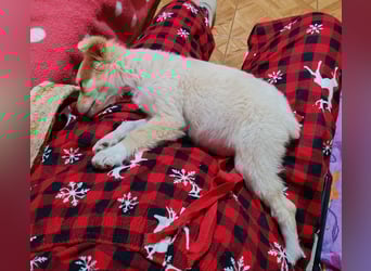 MAGGIE - kleine Hundedame