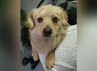 MICKY - sanfter Engel sucht seine Menschen