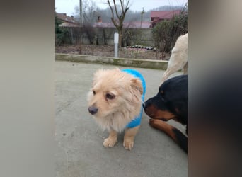 MICKY - sanfter Engel sucht seine Menschen