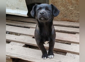 LORIS - Traumzuhause gesucht