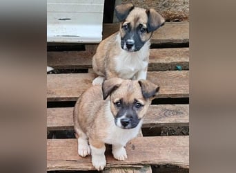 ZAKY - süßer Hundebub