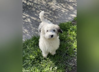 SNOWY - braucht ein eigenes Körbchen