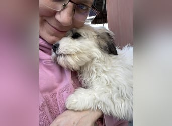 SNOWY - braucht ein eigenes Körbchen