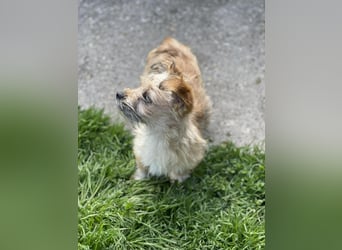PEANUT - kleine Frohnatur sucht ihre Menschen