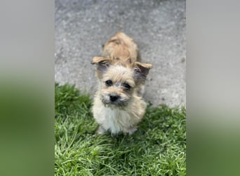 PEANUT - kleine Frohnatur sucht ihre Menschen