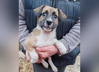 ZOLLY - Zuckerbub sucht seine Menschen