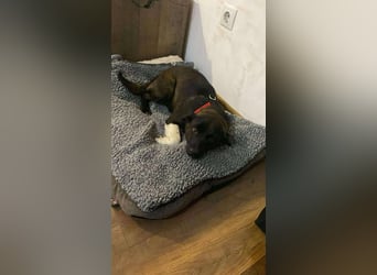 BONO - sucht sein Für-immer-Zuhause