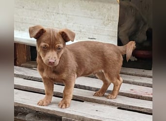 LEVON - darf er mit dir die Welt entdecken?