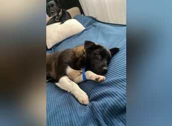 BONO - sucht sein Für-immer-Zuhause