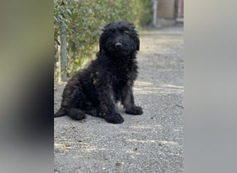 JAKE - süßer Zottel sucht seine Menschen *reserviert*