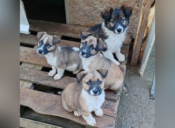 ZAKY - süßer Hundebub