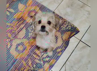 PIXEL - Traumzuhause gesucht