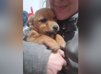 TOTO - kleine Frohnatur