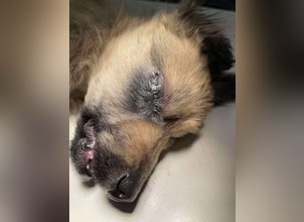 LUPIN - einäugiger Schatz sucht seine Menschen