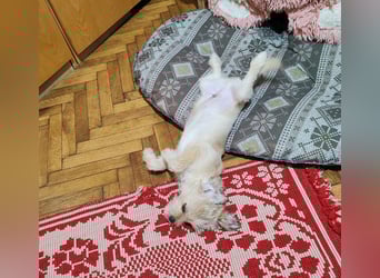 PIXEL - Traumzuhause gesucht