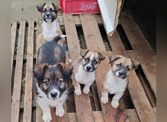 ZERINE - kleine Frohnatur *reserviert*