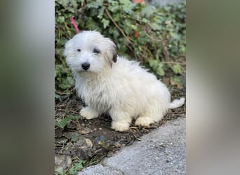 SNOWY - braucht ein eigenes Körbchen