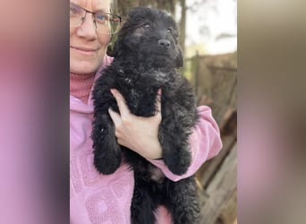 JAKE - süßer Zottel sucht seine Menschen *reserviert*