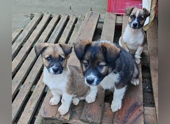 ZAKY - süßer Hundebub