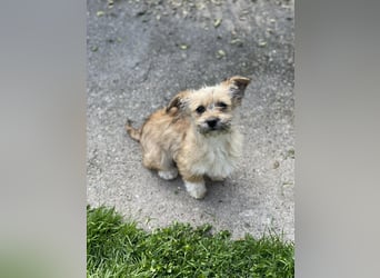 PEANUT - kleine Frohnatur sucht ihre Menschen