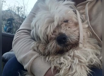 HAROO - liebevoller Zottel