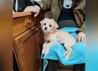 PIXEL - Traumzuhause gesucht