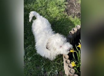 SNOWY - braucht ein eigenes Körbchen