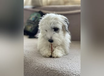 SNOWY - braucht ein eigenes Körbchen