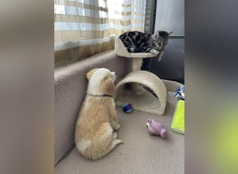 PERRY - kleiner Zuckerbub *reserviert*