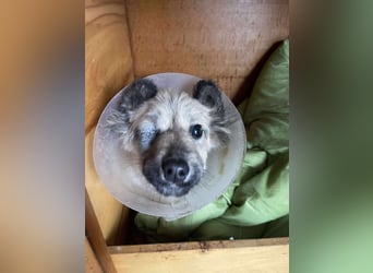 LUPIN - einäugiger Schatz sucht seine Menschen