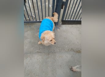 MICKY - sanfter Engel sucht seine Menschen