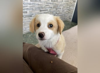 PERRY - kleiner Zuckerbub *reserviert*