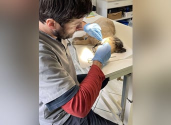 LUPIN - einäugiger Schatz sucht seine Menschen