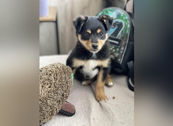 POLLY - kleine Herzensdame